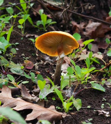 Mushroom buying guide