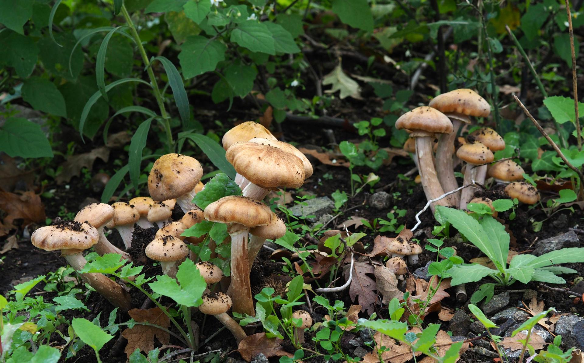 Cremini mushrooms