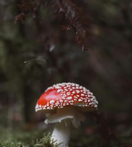Mushroom canning overview