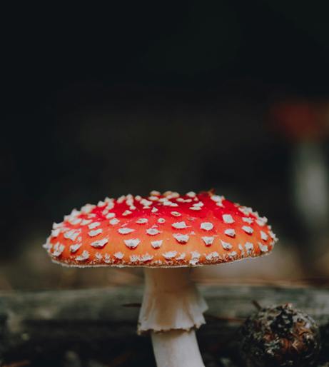 Mushroom edible overview