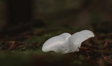 Identification guide