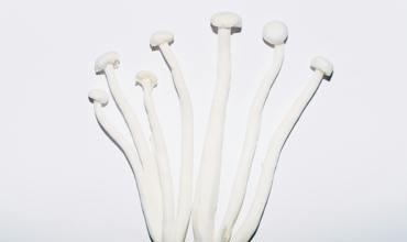 Cleaning Mushroom Longs