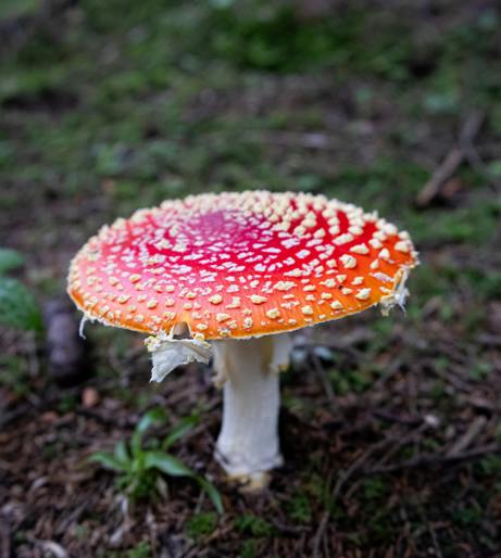 Mushroom poison overview