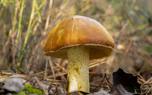 Mushroom identification guide