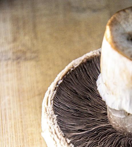 Mushroom Portobello overview