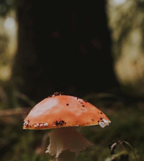 Mushroom toxic legal psychoactive overview