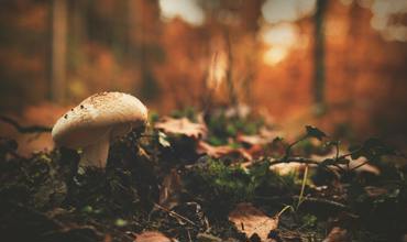 Mushroom identification