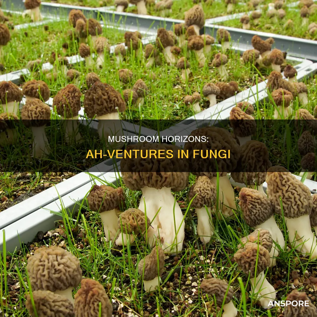 a-horizon ventures mushrooms