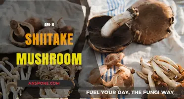 Shiitake Mushroom: A Superfood with AM-8 Benefits