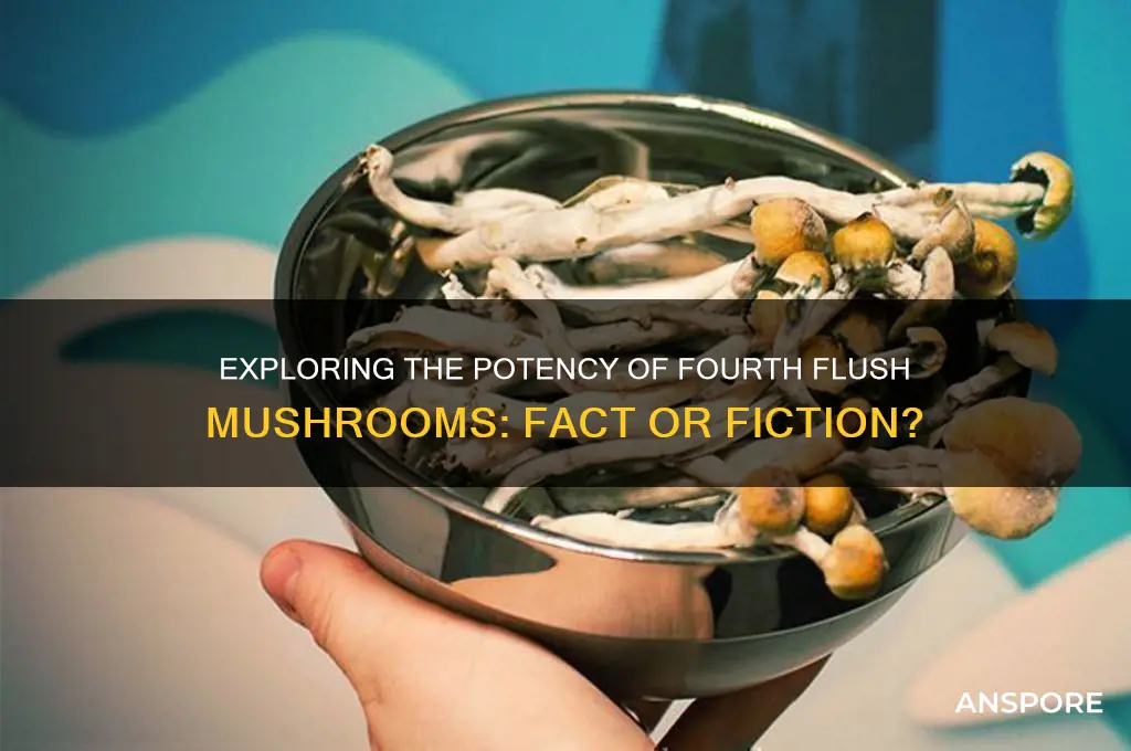 are 4th flush mushroom more potent
