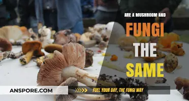 Mushrooms vs. Fungi: Unraveling the Differences and Similarities