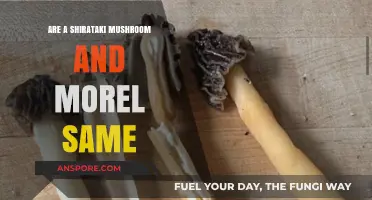 Shirataki vs. Morel Mushrooms: Unraveling Their Unique Differences and Uses