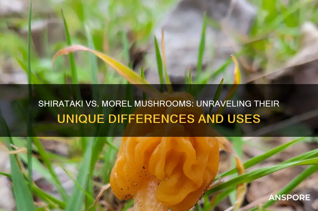 are a shirataki mushroom and morel same