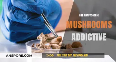Mushroom Magic: Are Adaptogens Addictive?