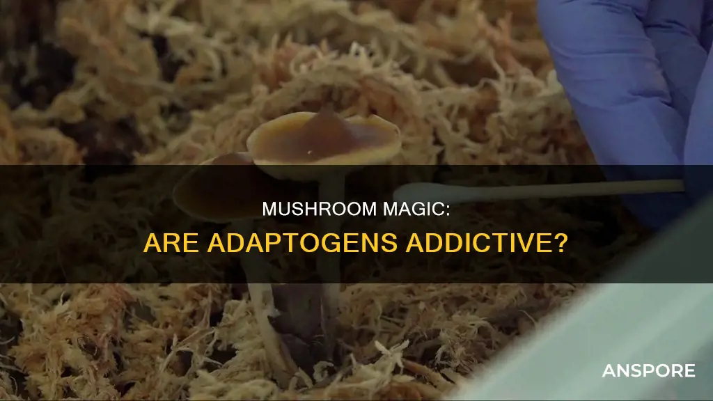 are adaptogenic mushrooms addictive
