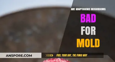 Adaptogenic Mushrooms and Mold: Uncovering Potential Risks and Benefits