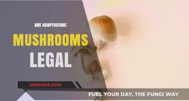 Are Adaptogenic Mushrooms Legal? Exploring Their Legal Status and Safety