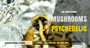 Psychedelic Mushrooms: Are Adaptogens Magic?