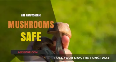 Mushroom Adaptogens: Safe Superfood or Health Risk?