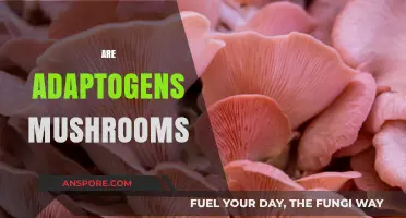 Mushroom Adaptogens: What's the Deal?