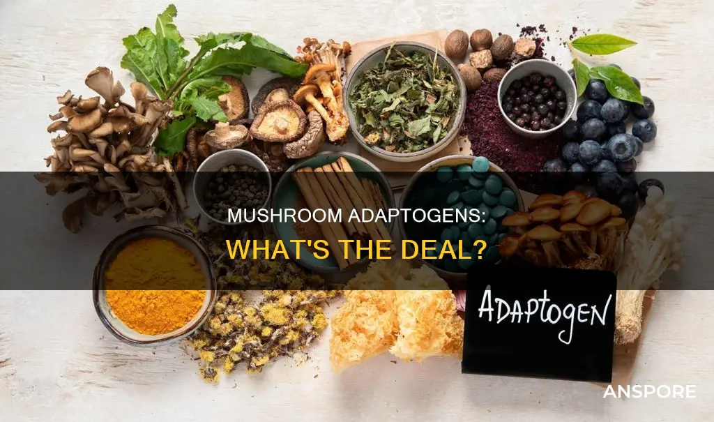 are adaptogens mushrooms