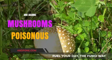 Are Agaric Mushrooms Poisonous? A Comprehensive Guide to Safety