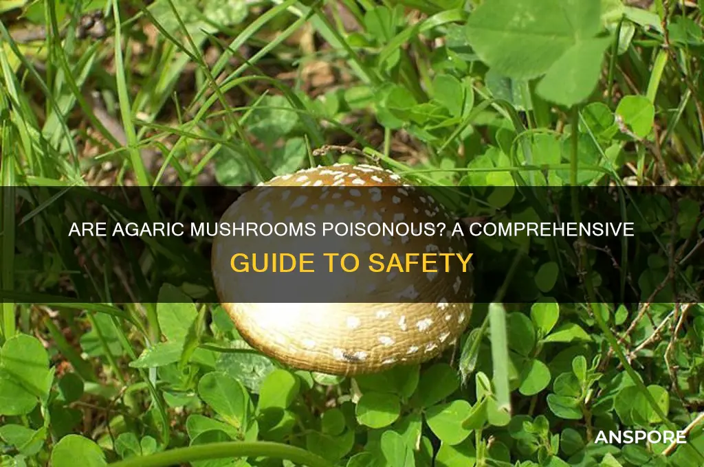 are agaric mushrooms poisonous