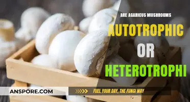 Agaricus Mushrooms: Autotrophic or Heterotrophic? Unveiling Their Nutritional Secrets