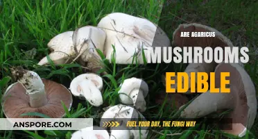 Are Agaricus Mushrooms Edible? A Guide to Safe Consumption