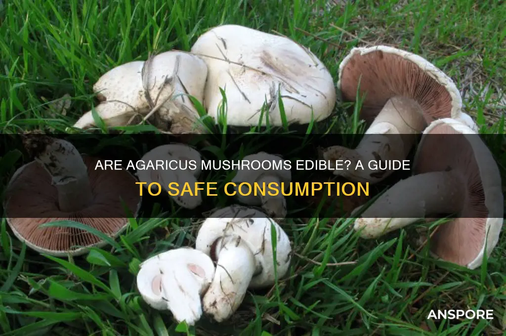 are agaricus mushrooms edible