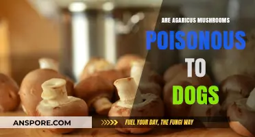 Are Agaricus Mushrooms Safe for Dogs? Toxicity Explained