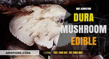 Are Agrocybe Dura Mushrooms Edible? A Comprehensive Guide