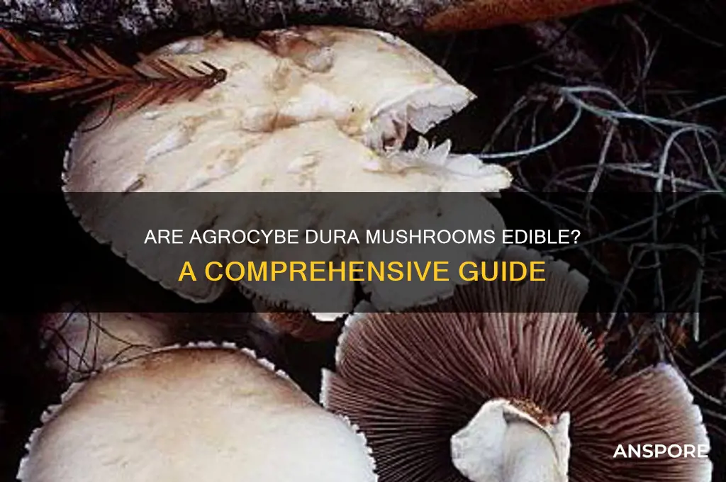 are agrocybe dura mushrooms edible