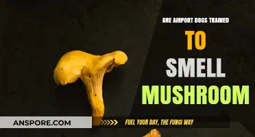 Can Airport Dogs Sniff Out Mushrooms? Uncovering Canine Detection Abilities