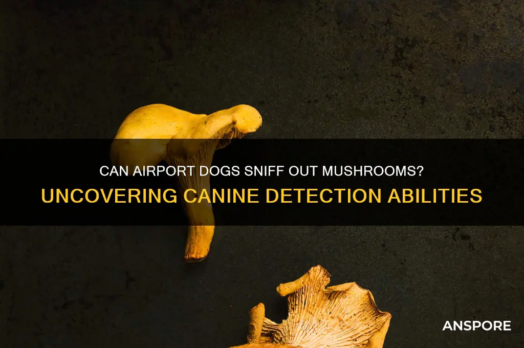 are airport dogs trained to smell mushrooms