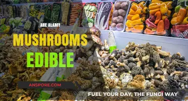 Are Alamy Mushrooms Edible? A Comprehensive Guide to Safety and Identification