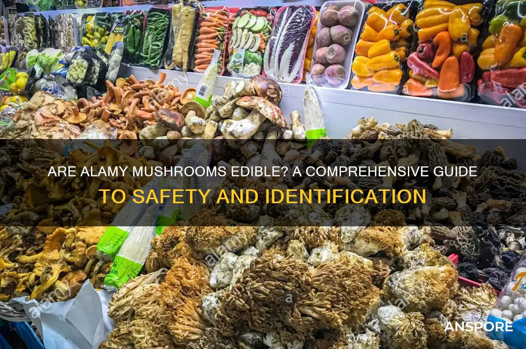 are alamy mushrooms edible