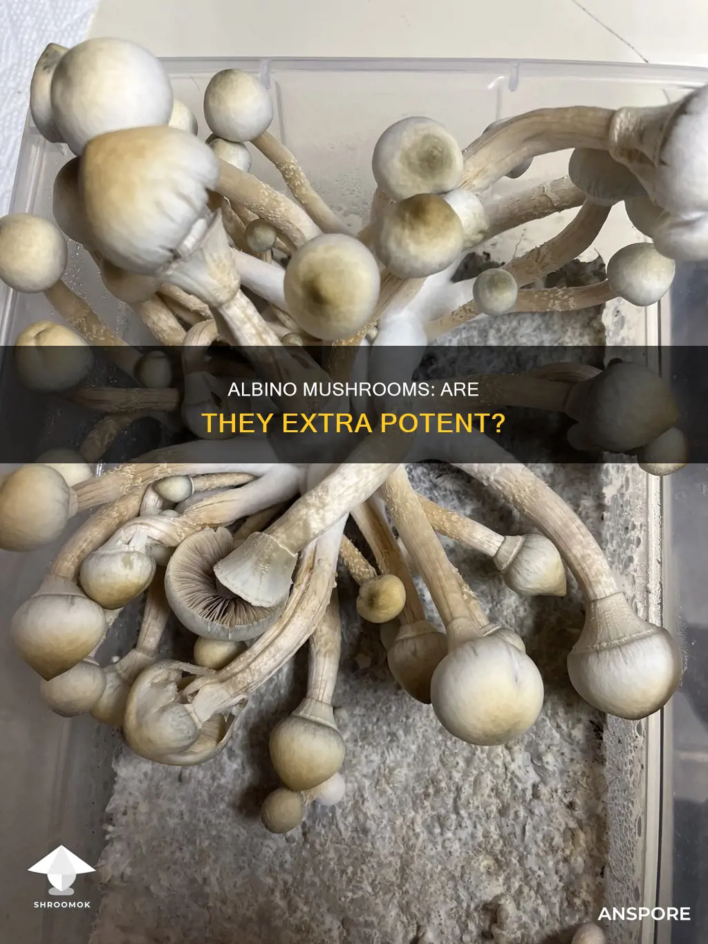 are albino mushrooms more potent