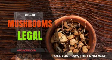 Are Alice Mushrooms Legal? Exploring the Legal Status of Psilocybin
