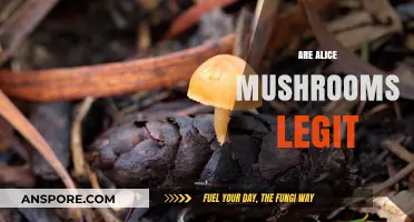 Legit or Not: Alice Mushrooms Explained