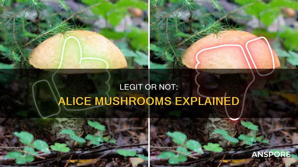 are alice mushrooms legit