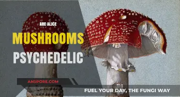 Alice Mushrooms: A Psychedelic Trip?