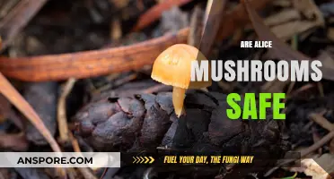 Magic Mushrooms: Are Alice Mushrooms Safe?