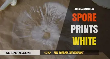 Are All Amanita Spore Prints White? Unveiling Mushroom Identification Myths