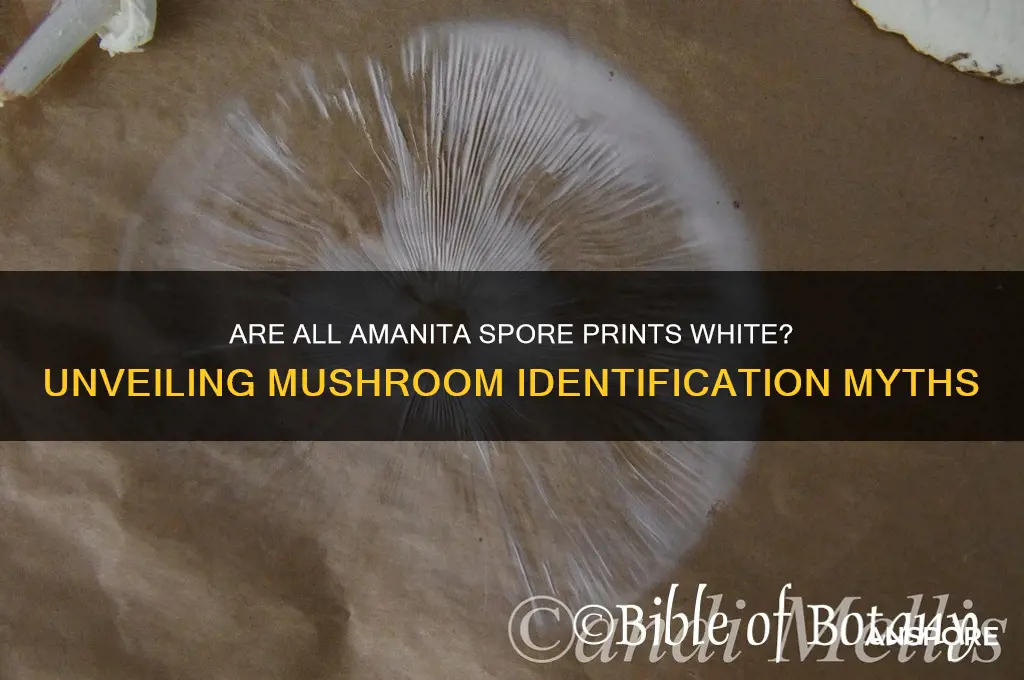 are all amanitas spore prints white