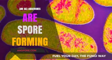 Are All Anaerobes Spore-Forming? Unraveling the Microbial Mystery