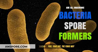 Do All Anaerobic Bacteria Form Spores? Unraveling the Myth
