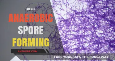 Are All Anaerobic Bacteria Spore-Forming? Unraveling the Microbial Mystery