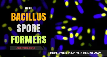 Are All Bacillus Species Spore Formers? Unraveling the Microbial Mystery