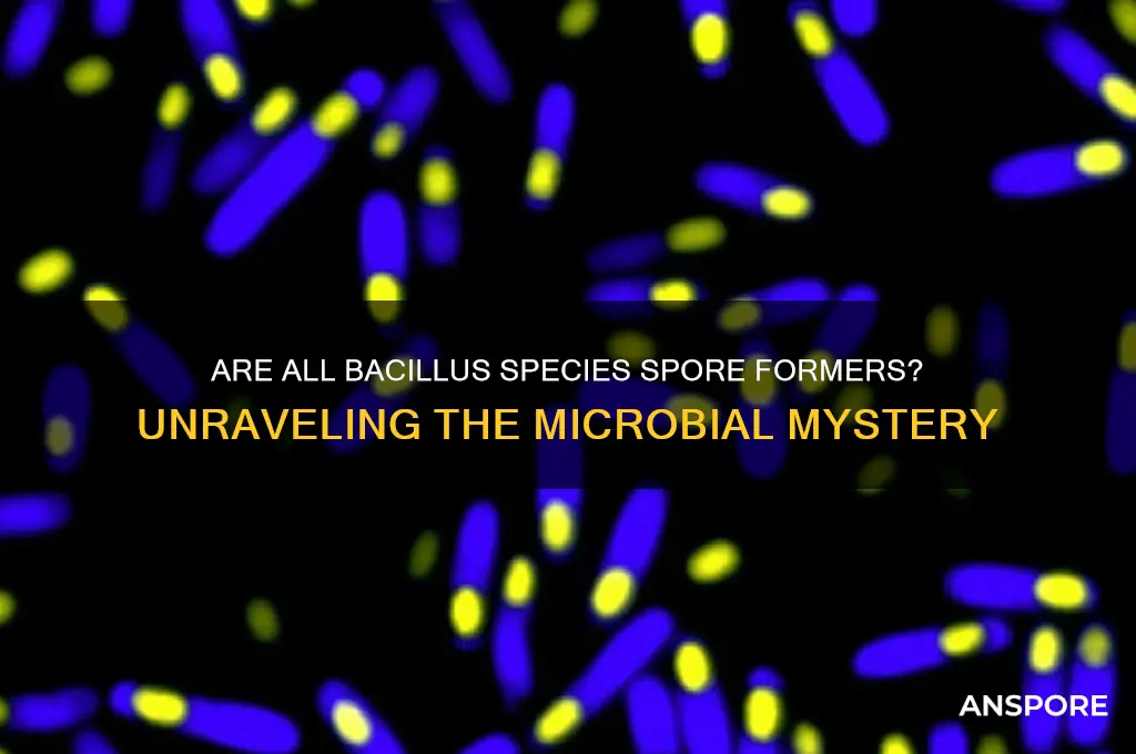 are all bacillus spore formers